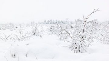 Sneeuwlandschap in de Hoge Venen van Easycopters