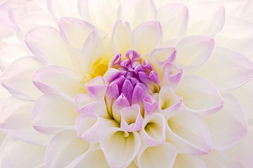 Witte Dahlia