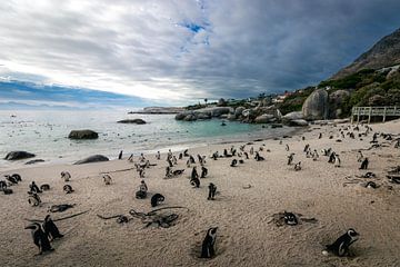 Pinguin kolonie op Boulders Beach van Marjolein Fortuin