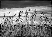 Riet