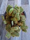Kamerplant: SciFi Cactus 1-6 van MoArt (Maurice Heuts) thumbnail