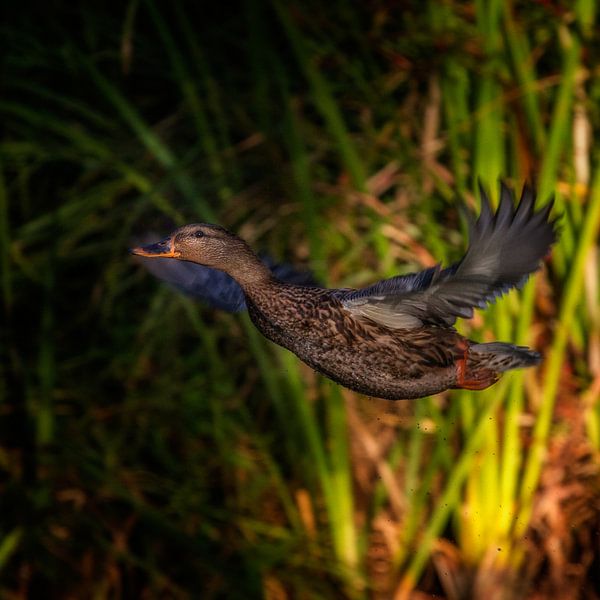 Female mallard by Ruud Peters