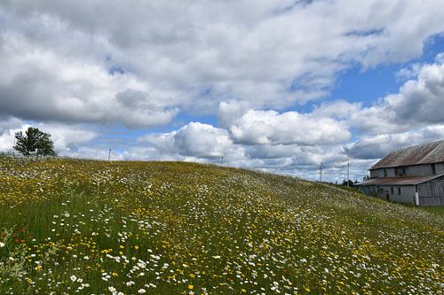 Een bloeiend veld onder een bewolkte hemel