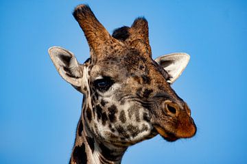 Masai giraffe van Peter Michel