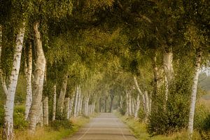 Schöne Straße mit Birken in Drenthe