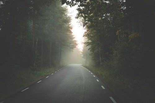 Door het bos in de mist
