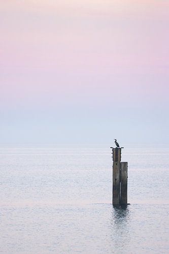 Pastel colours on the brouwersdam