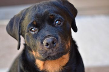 rottweiler puppy