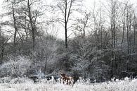 Schotse Hooglander in de sneeuw van Steven Dijkshoorn thumbnail