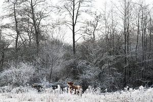 Highlander écossais dans la neige