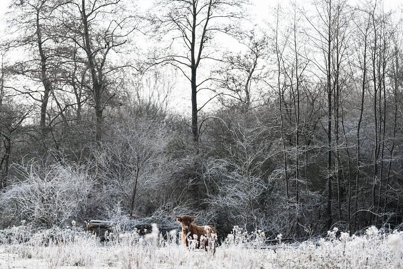 Schotse Hooglander in de sneeuw van Steven Dijkshoorn