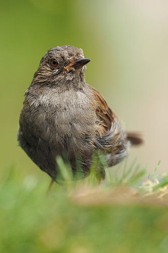 Close-up van een grasmus.