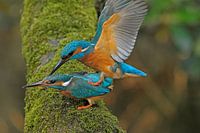 IJsvogel