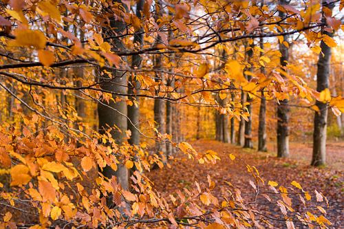 Wandelend door de herfstbladeren