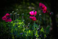 Pink poppies in the sun