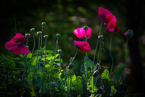 Rosa Mohnblumen in der Sonne