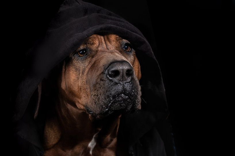 Training jacket on.....ready for the game ! by ingrid schot