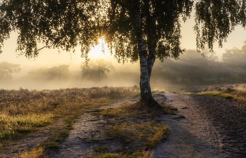 Lever de soleil brumeux sur les landes par Connie de Graaf
