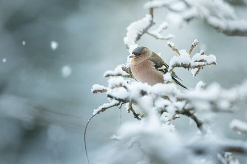Finch in the snow