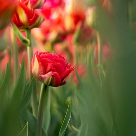 Mijn prachtige achtertuin | rode tulpen | Nederland van Mariska Scholtens