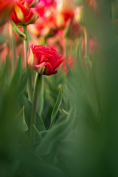 My beautiful backyard | red tulips | Netherlands by Mariska Scholtens