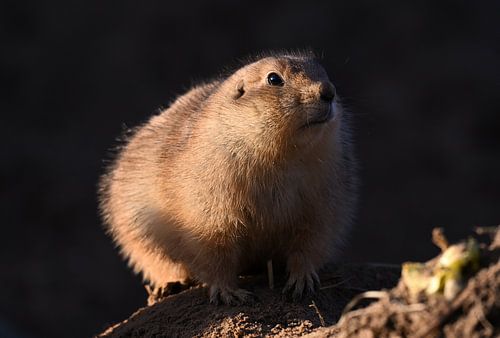 chien de prairie sur Ron Linde