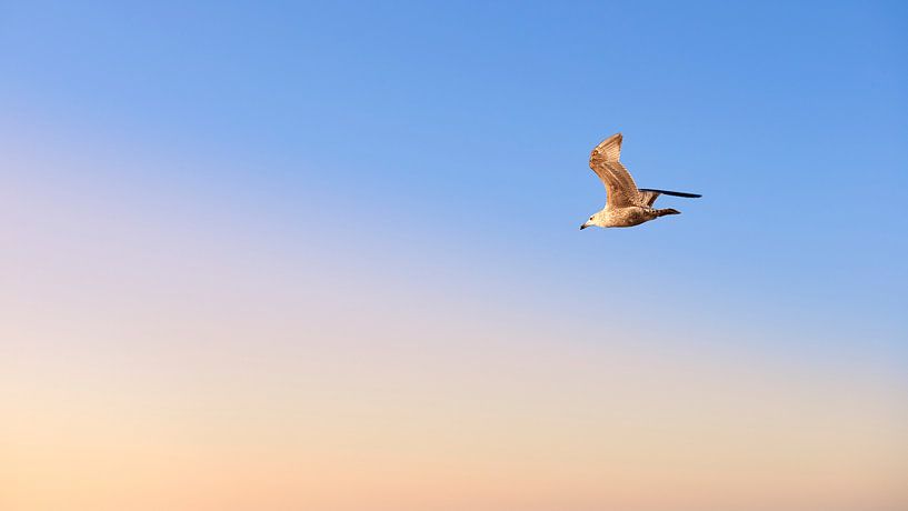 Gull flies to the light of the setting sun by Jenco van Zalk