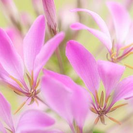 Le pouvoir des fleurs sur Connie de Graaf