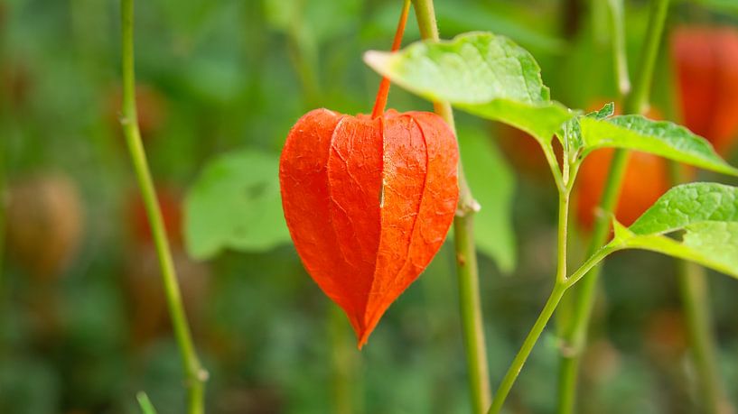Physalis plants with fruits by Martin Köbsch