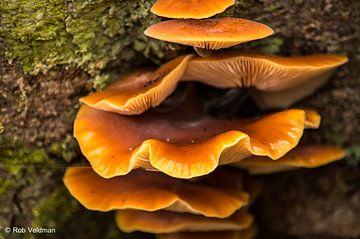 Mushrooms van rob veldman