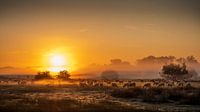 Sheep in the mist
