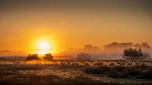 Schapen in de mist van Rob Sprenger