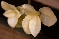 weiße Blütenblätter von Tania Perneel Miniaturansicht