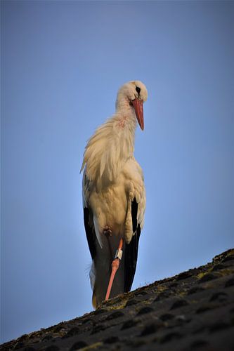 Frau Storch