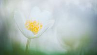 Wood anemone