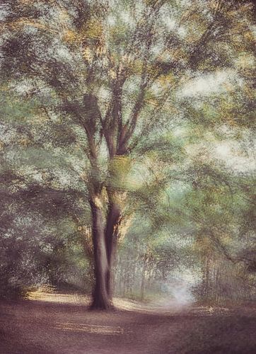 Wolfhezerheide part 40