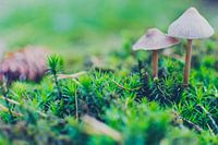 Mushroom Brothers