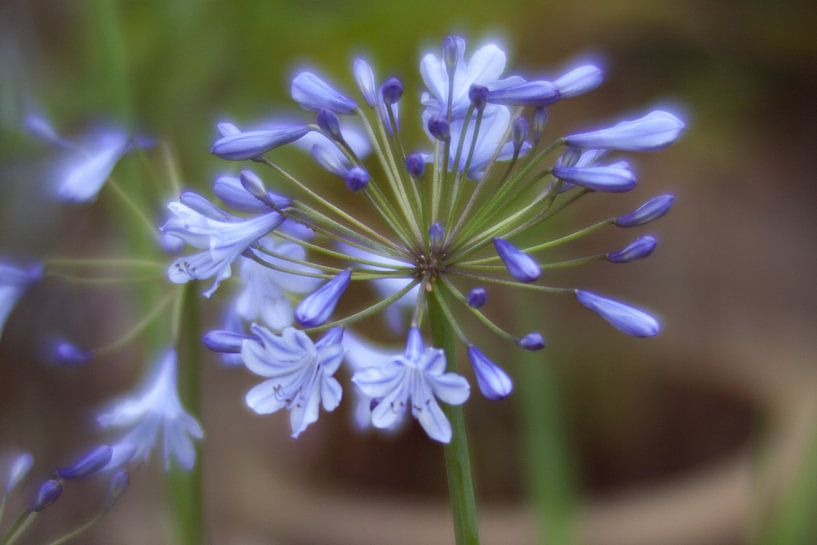 Bokeh Blauw van Maarten Krabbendam