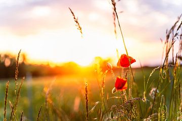 Klaprozen in de zonsondergang van Fotografie René Weber