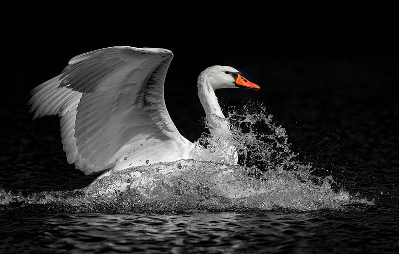 Plätschernder Spaß von Harry Eggens