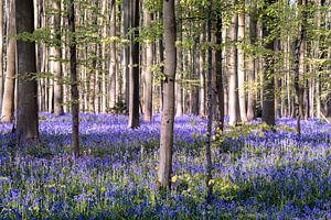 Hyazinthenfest Hallerbos 2025