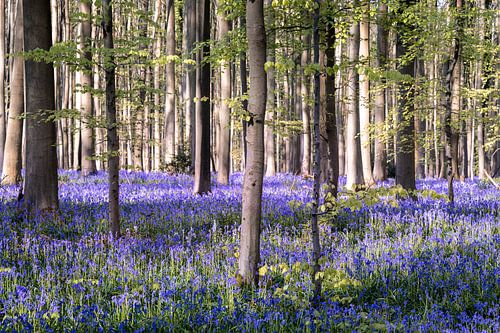 Festival des jacinthes Hallerbos 2025
