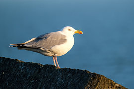 Zilvermeeuw op de Zuidpier van IJmuiden van Rense Sjoers