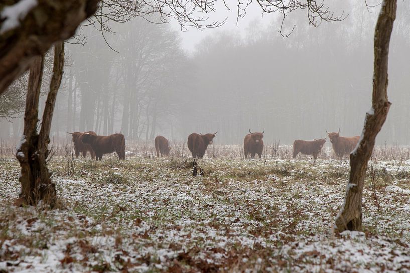 Schotse hooglander van Anjo ten Kate