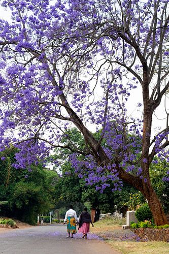 Jacaranda tree
