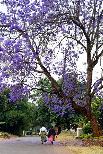 Jacaranda boom van Ebe Biemans