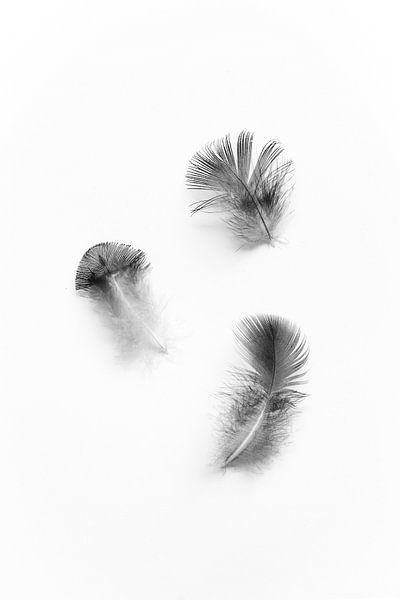 Peacock feathers black and white by Jim Plaum