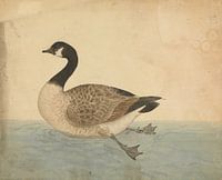 De gans vogel studie