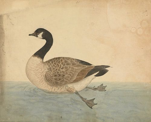 The goose bird study