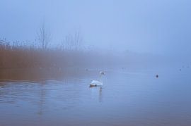 Zwaan in de Mist by Bram Kool